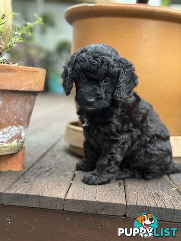 Gorgeous Spoodle Puppies