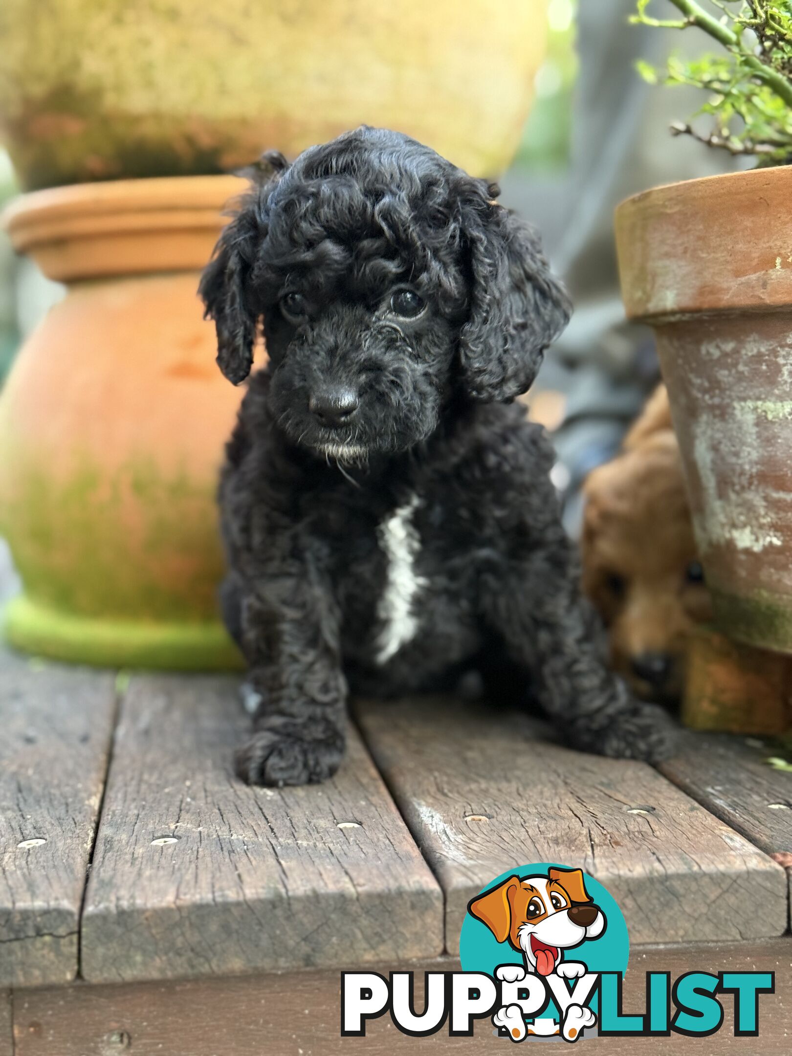 Gorgeous Spoodle Puppies