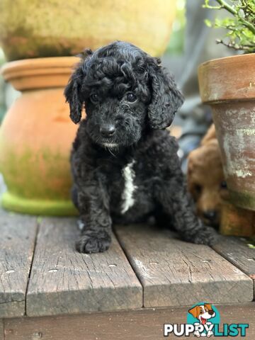 Gorgeous Spoodle Puppies