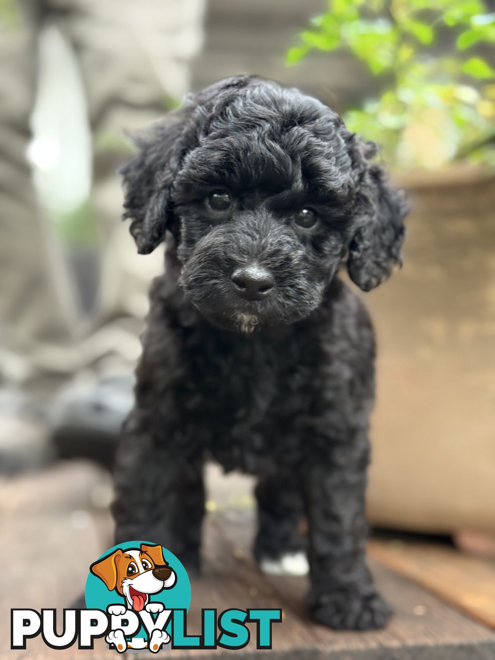 Gorgeous Spoodle Puppies