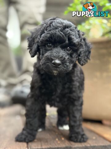Gorgeous Spoodle Puppies