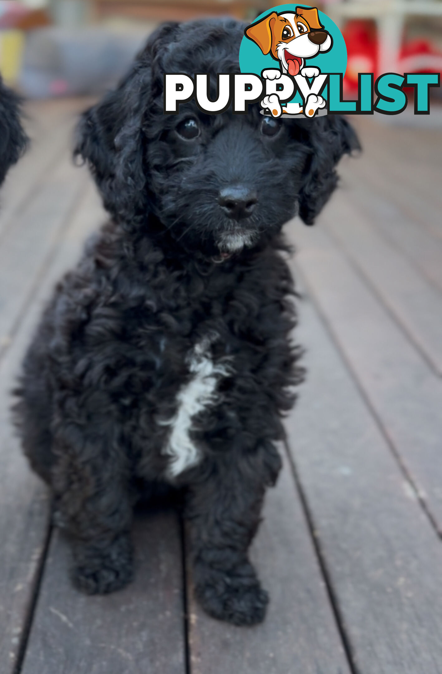 Gorgeous Spoodle Puppies
