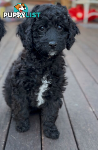 Gorgeous Spoodle Puppies