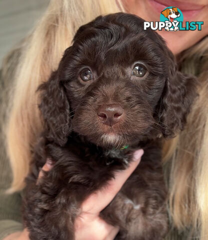 Gorgeous Spoodle Puppies