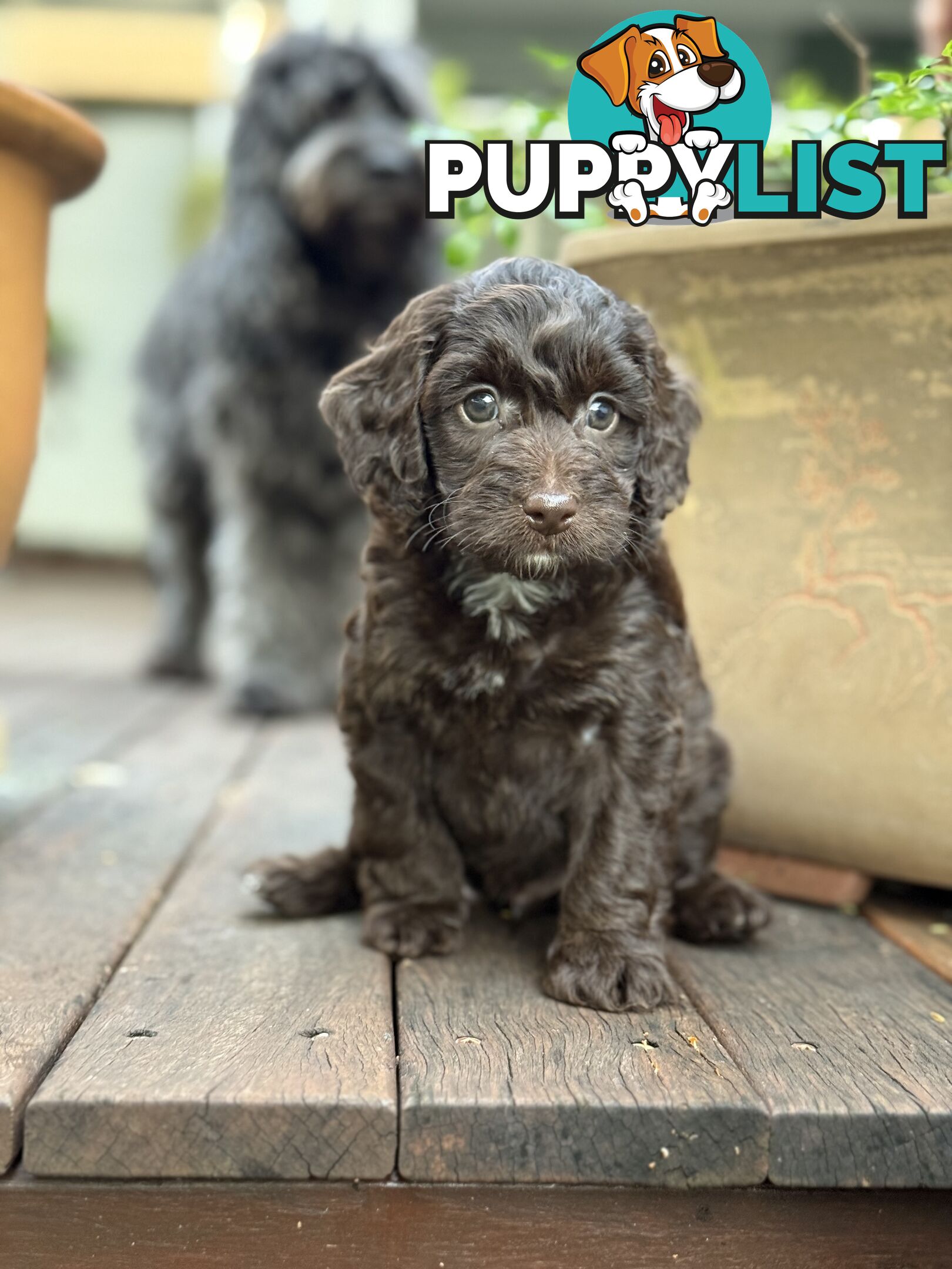Gorgeous Spoodle Puppies