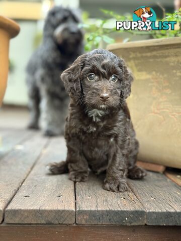 Gorgeous Spoodle Puppies