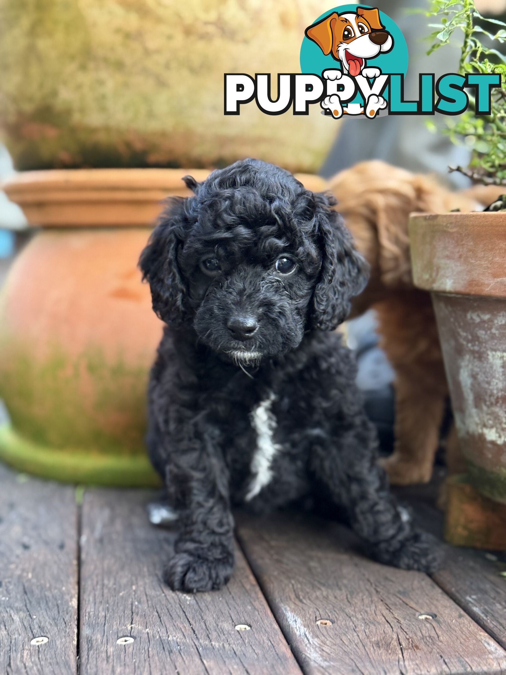 Gorgeous Spoodle Puppies