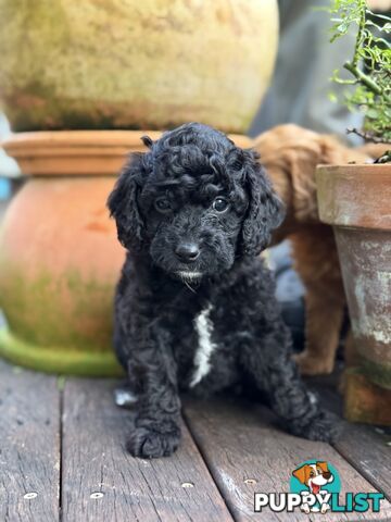 Gorgeous Spoodle Puppies