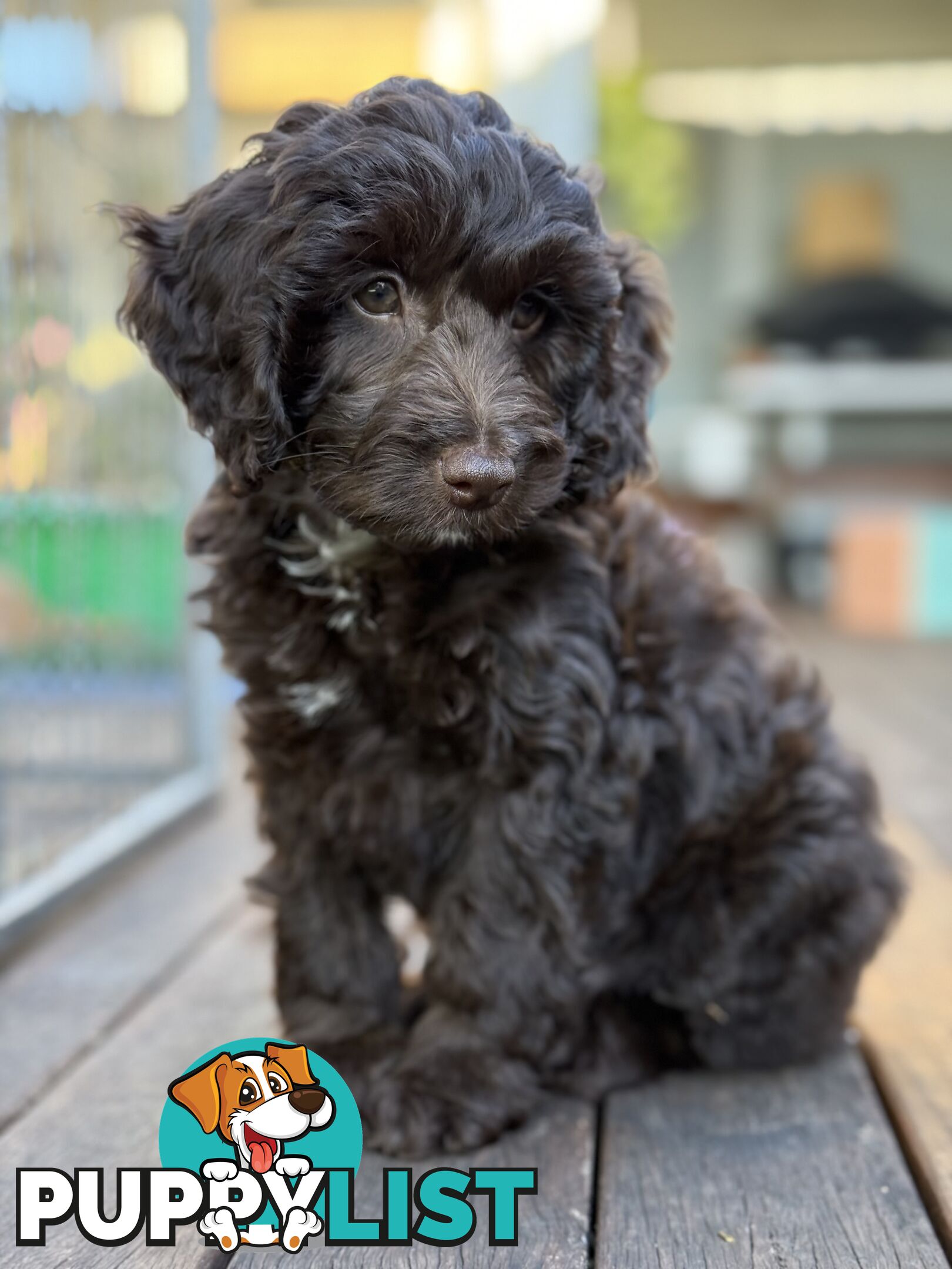 Gorgeous Spoodle Puppies