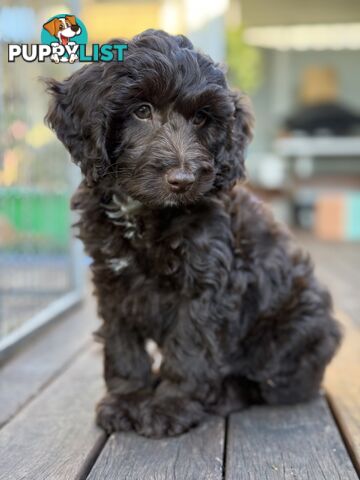 Gorgeous Spoodle Puppies