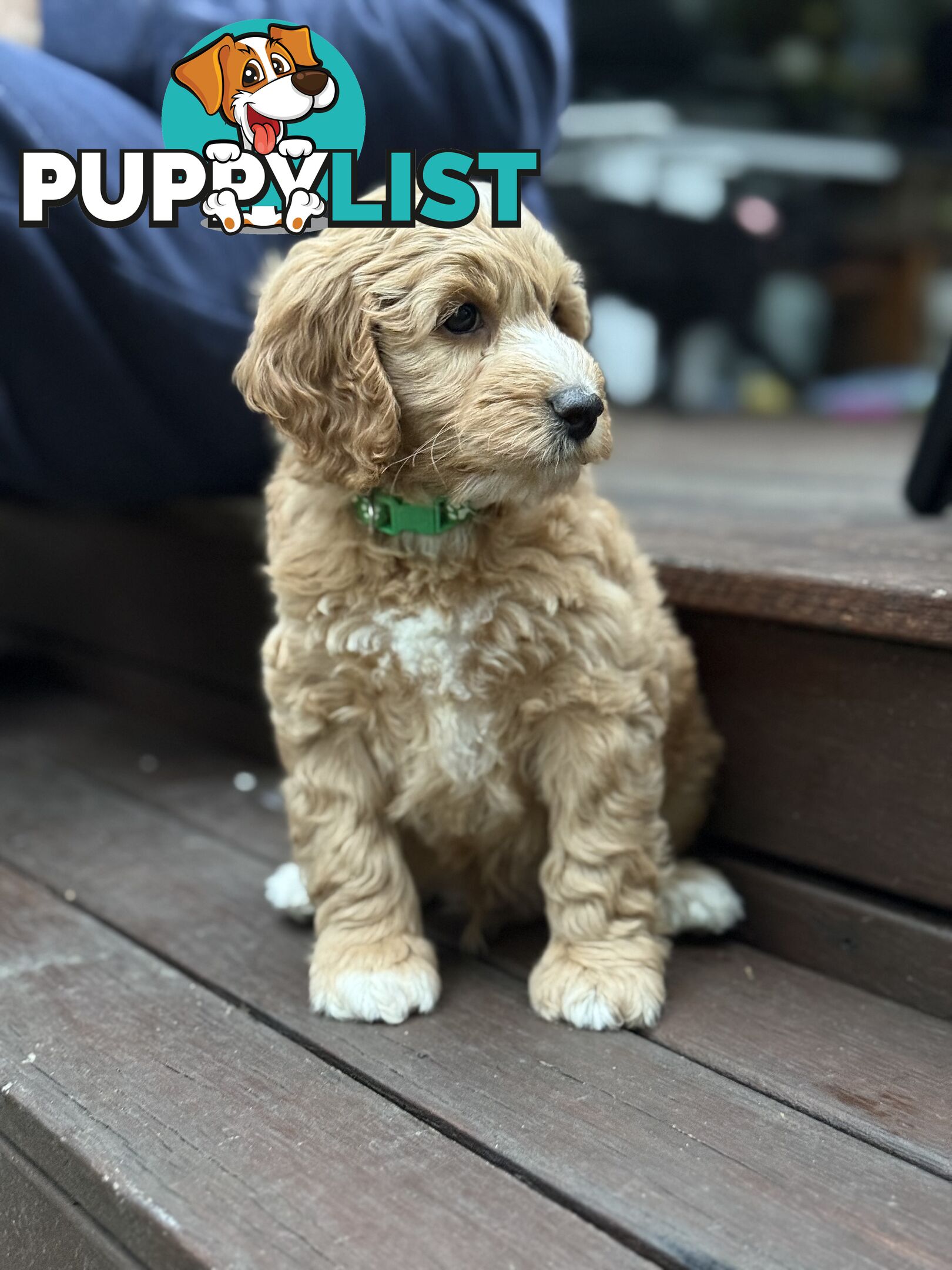 Gorgeous Spoodle Puppies