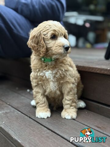 Gorgeous Spoodle Puppies