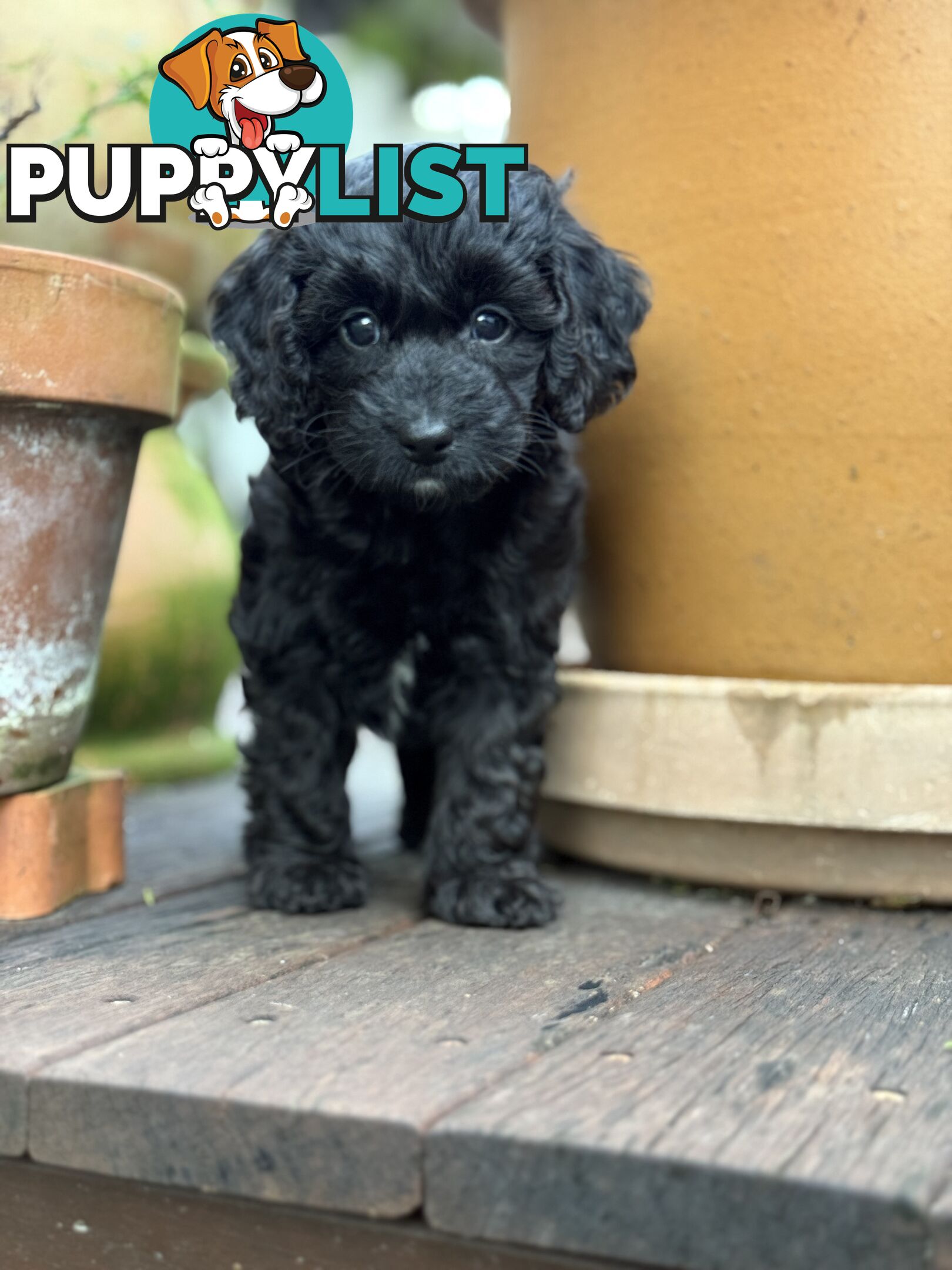 Gorgeous Spoodle Puppies