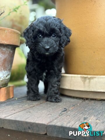 Gorgeous Spoodle Puppies