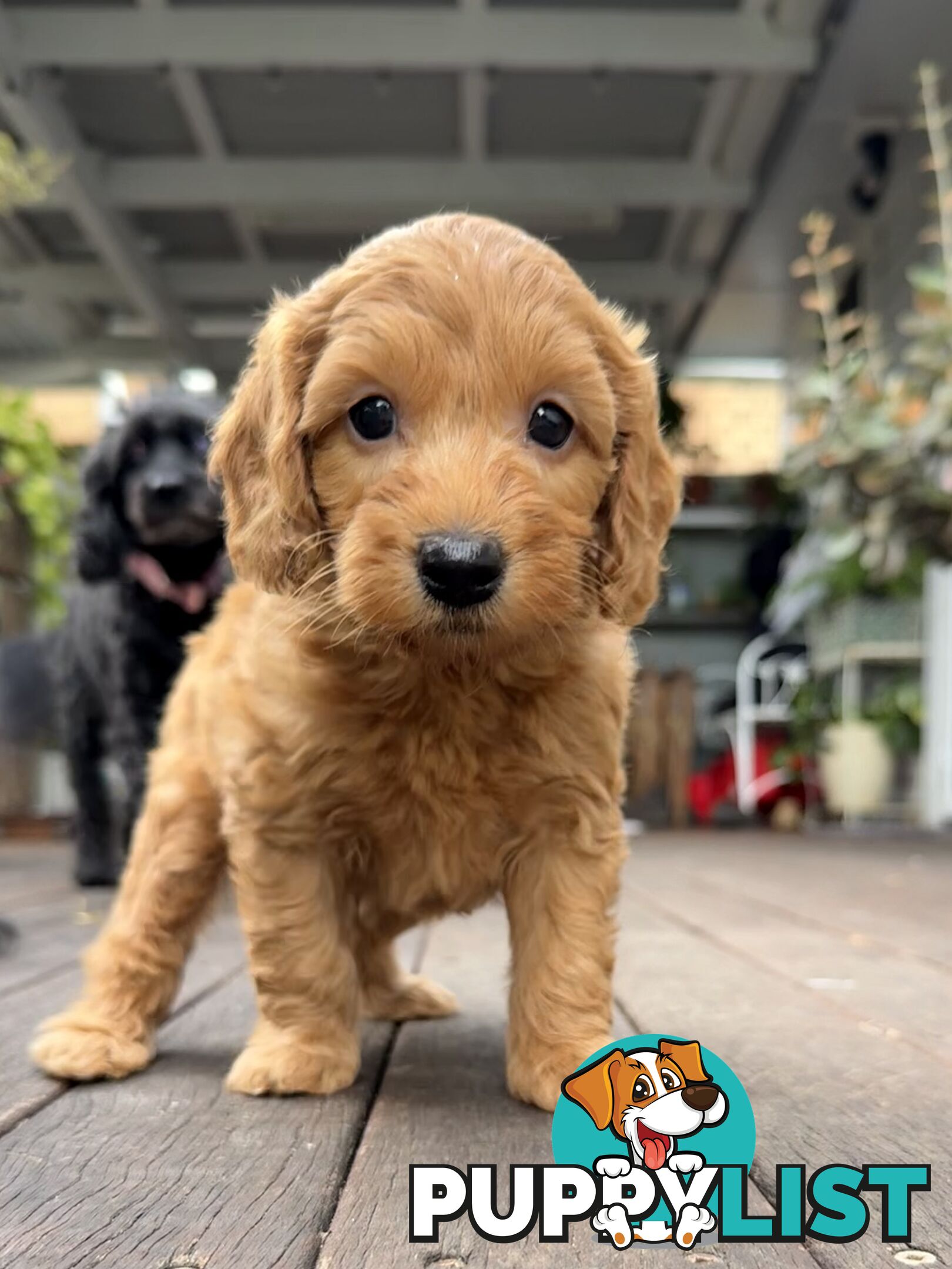 Gorgeous Spoodle Puppies