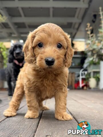 Gorgeous Spoodle Puppies