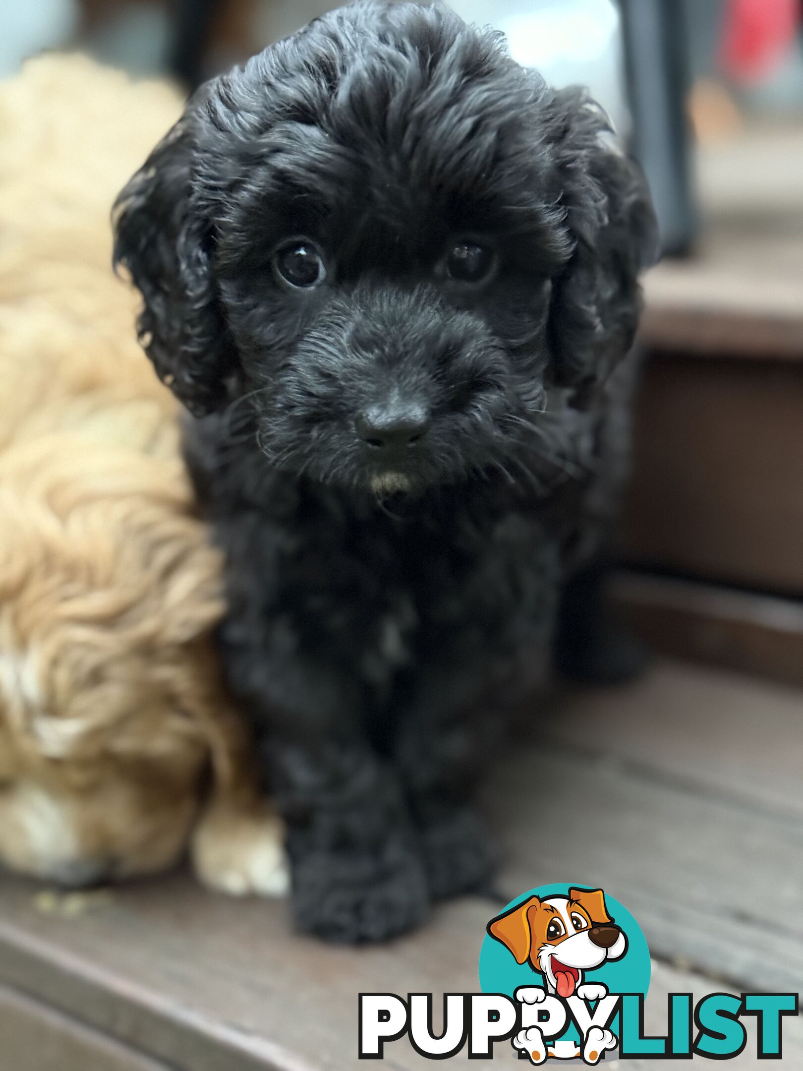 Gorgeous Spoodle Puppies