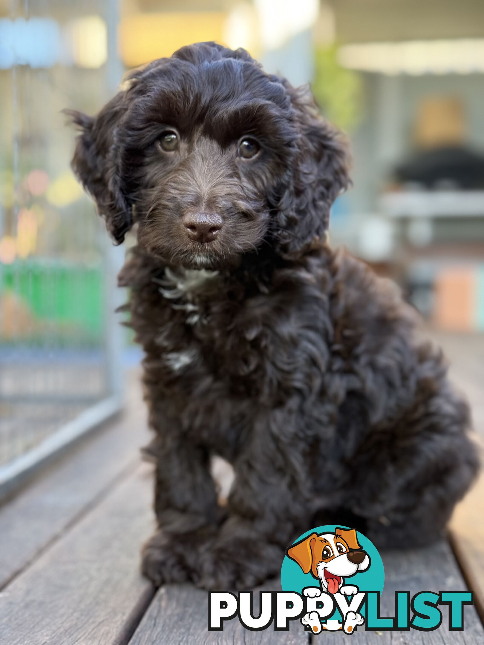 Gorgeous Spoodle Puppies