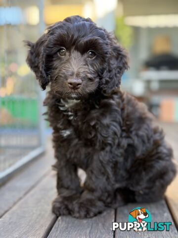 Gorgeous Spoodle Puppies