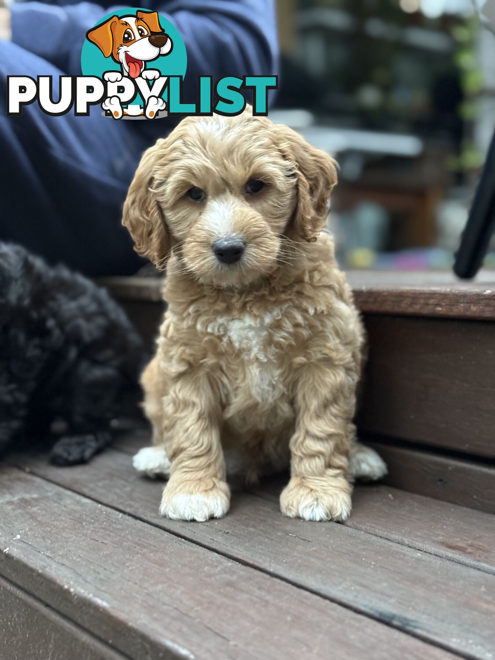 Gorgeous Spoodle Puppies