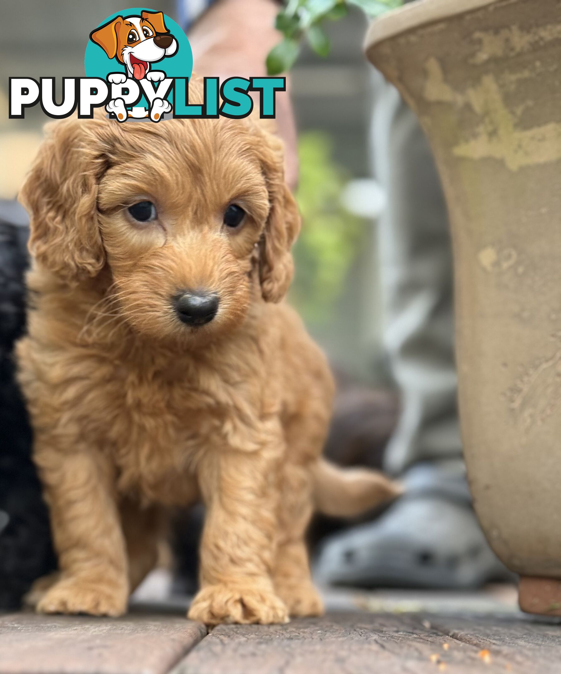 Gorgeous Spoodle Puppies