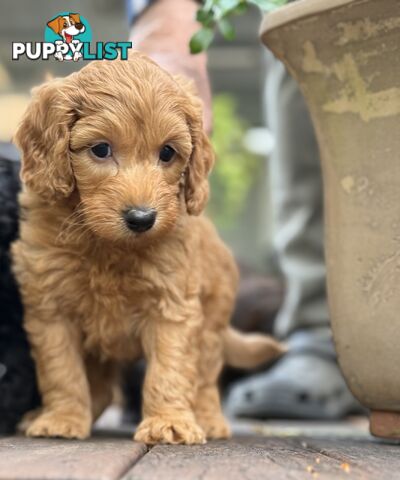Gorgeous Spoodle Puppies
