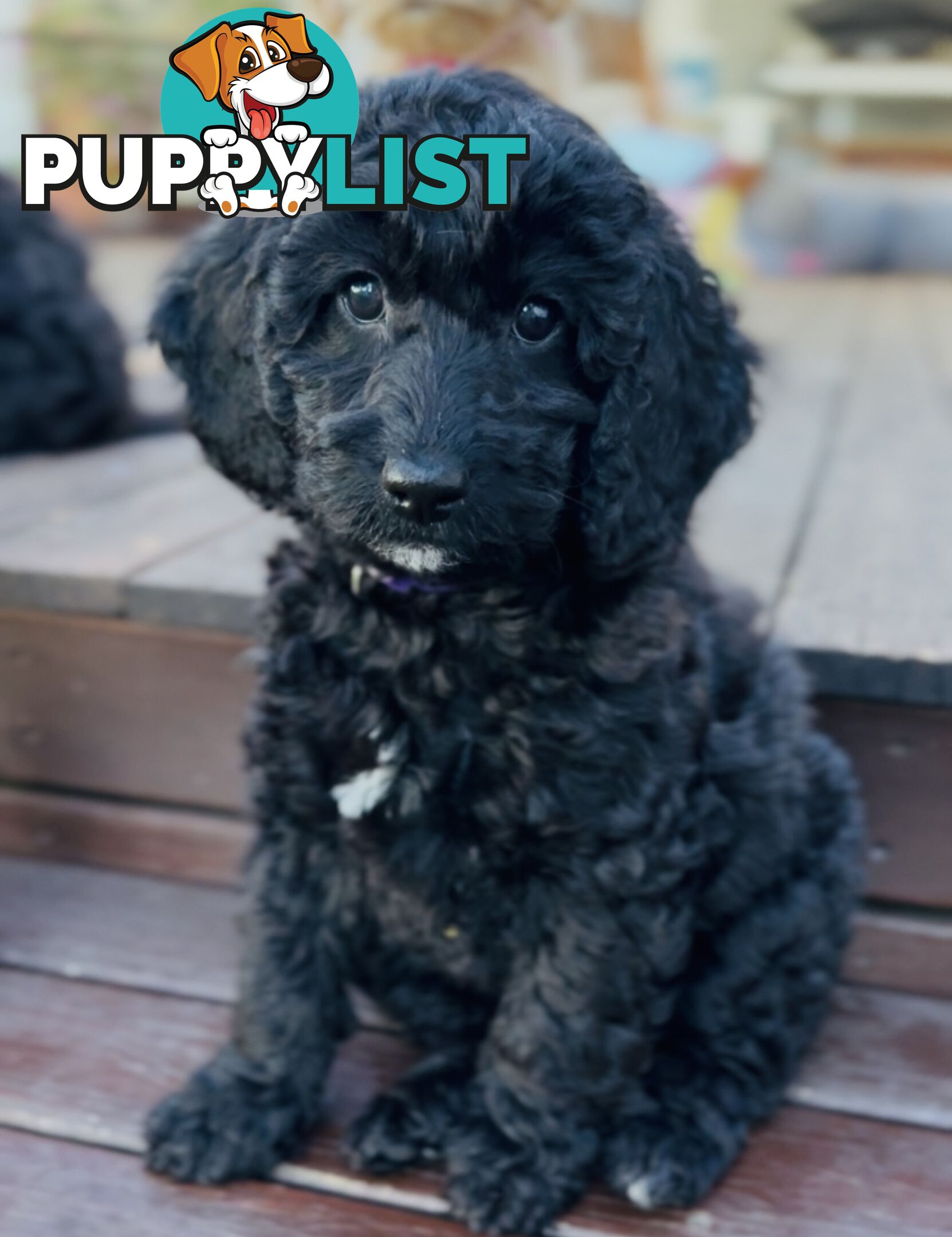 Gorgeous Spoodle Puppies