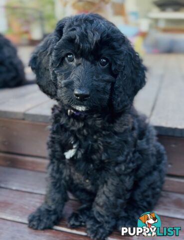 Gorgeous Spoodle Puppies