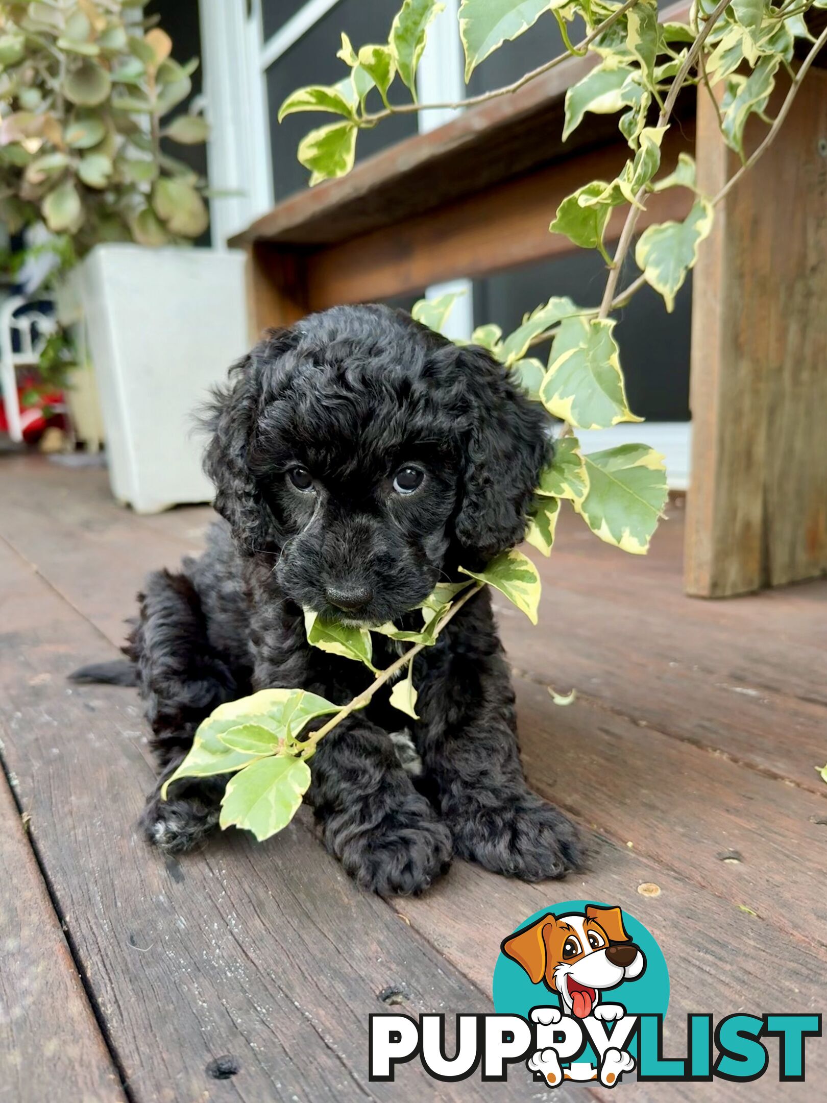 Gorgeous Spoodle Puppies