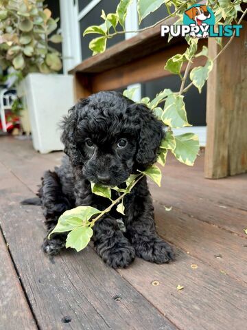 Gorgeous Spoodle Puppies