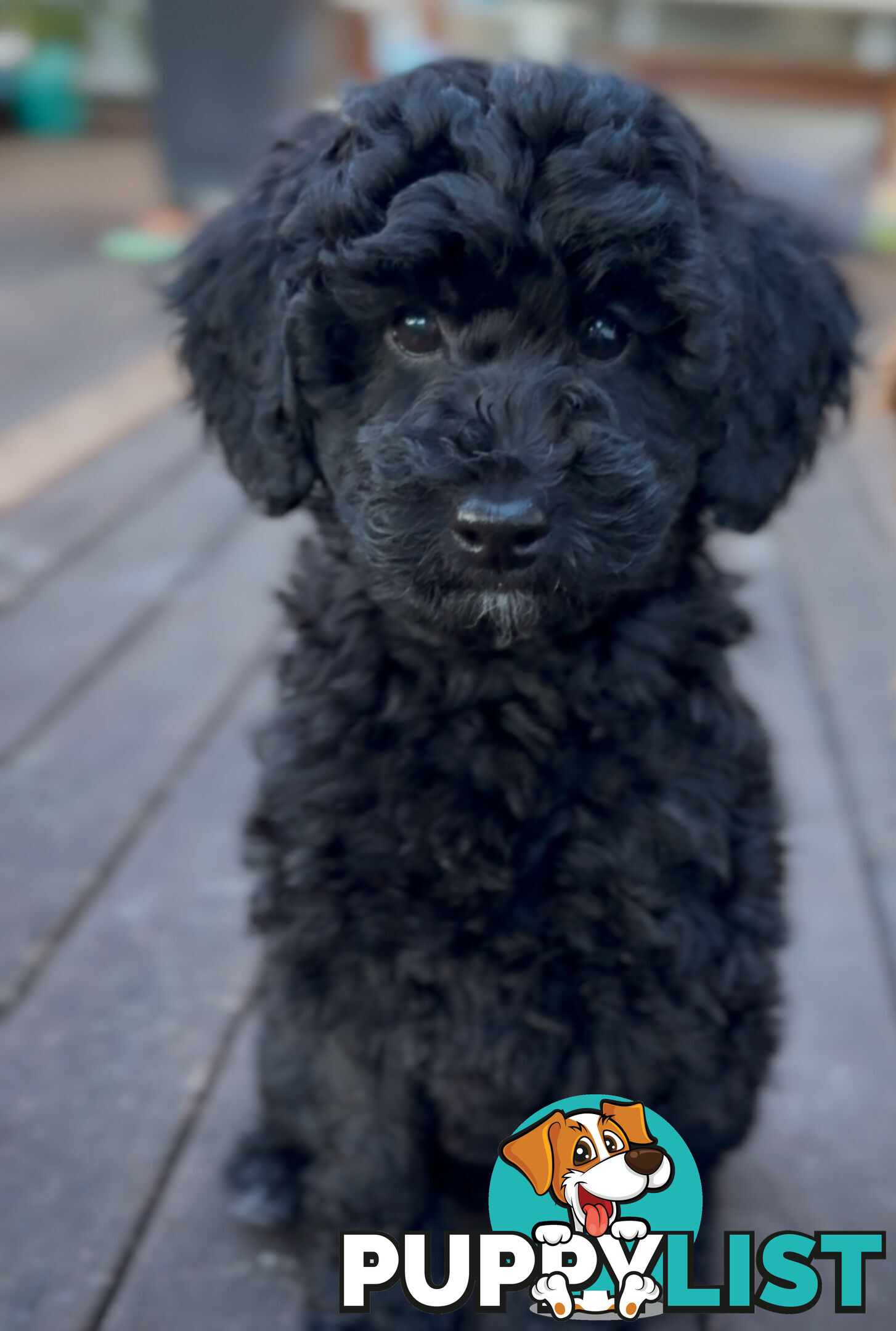 Gorgeous Spoodle Puppies