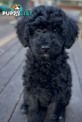 Gorgeous Spoodle Puppies