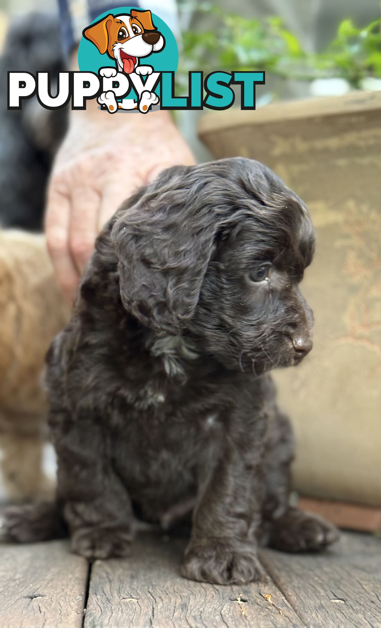 Gorgeous Spoodle Puppies