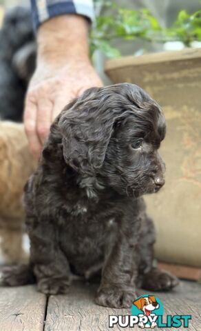 Gorgeous Spoodle Puppies