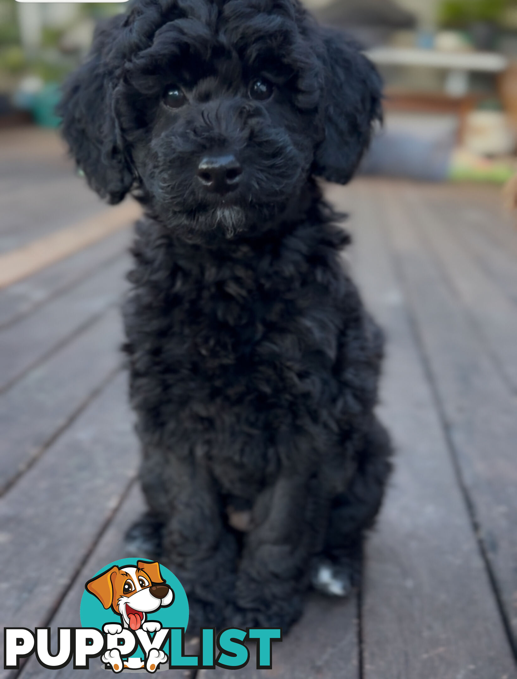 Gorgeous Spoodle Puppies