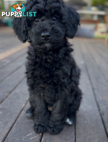 Gorgeous Spoodle Puppies