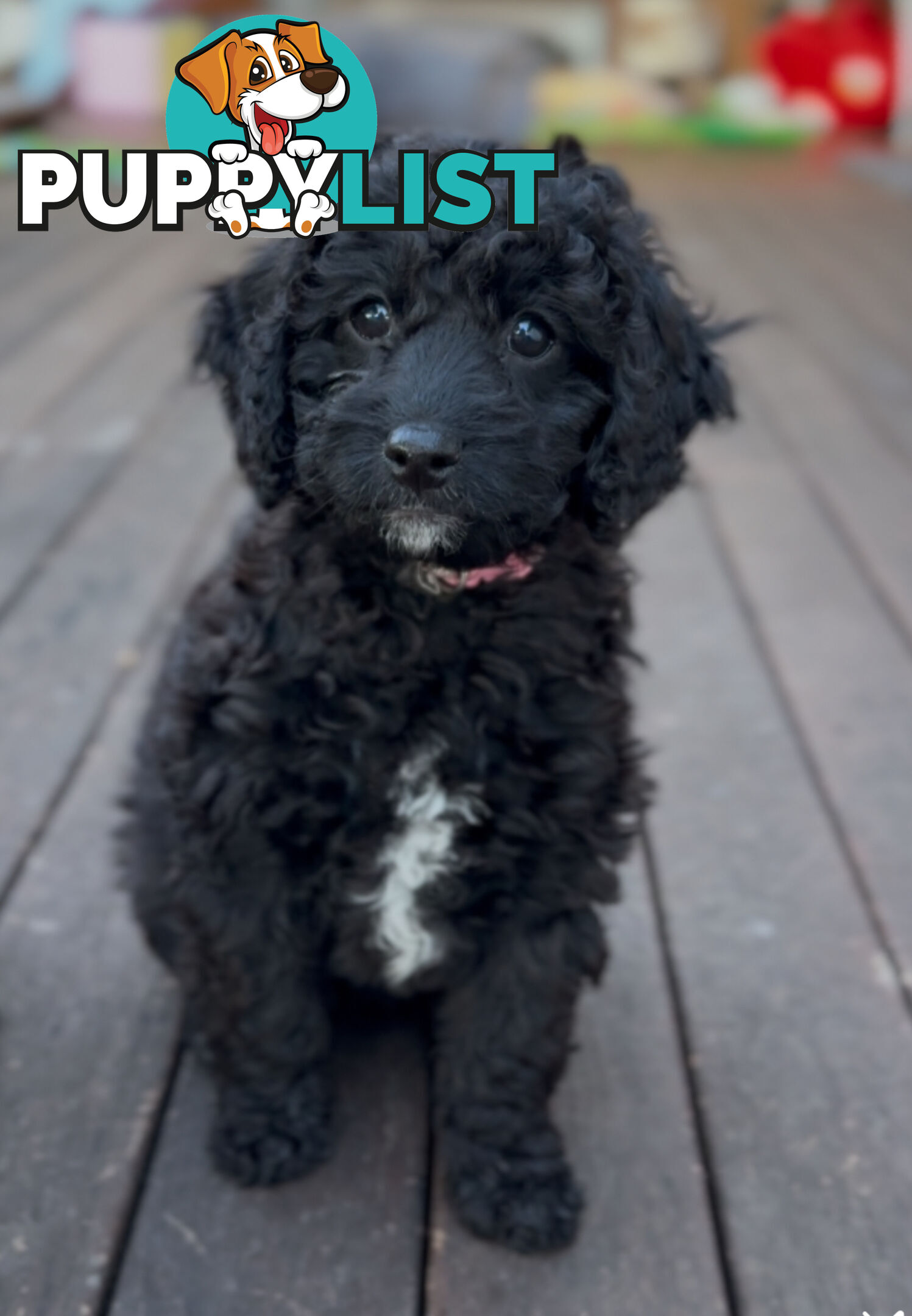 Gorgeous Spoodle Puppies