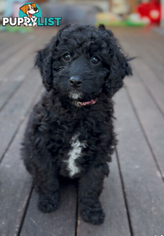 Gorgeous Spoodle Puppies