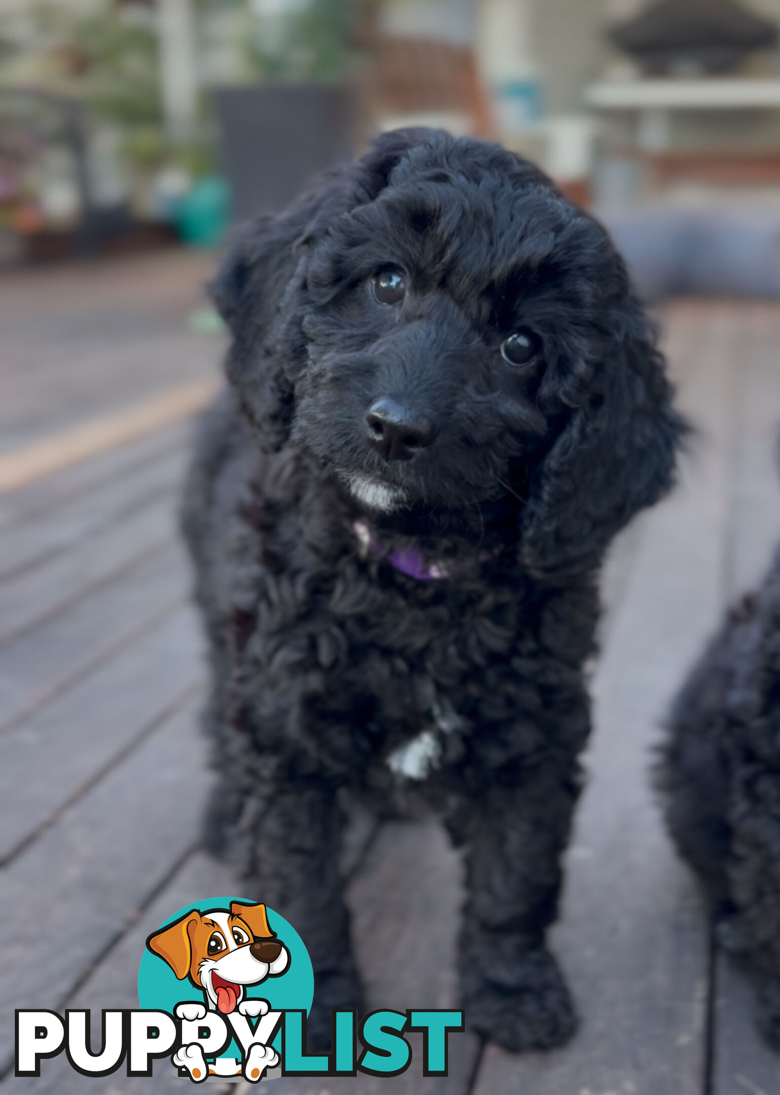 Gorgeous Spoodle Puppies