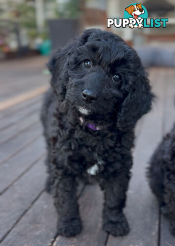 Gorgeous Spoodle Puppies