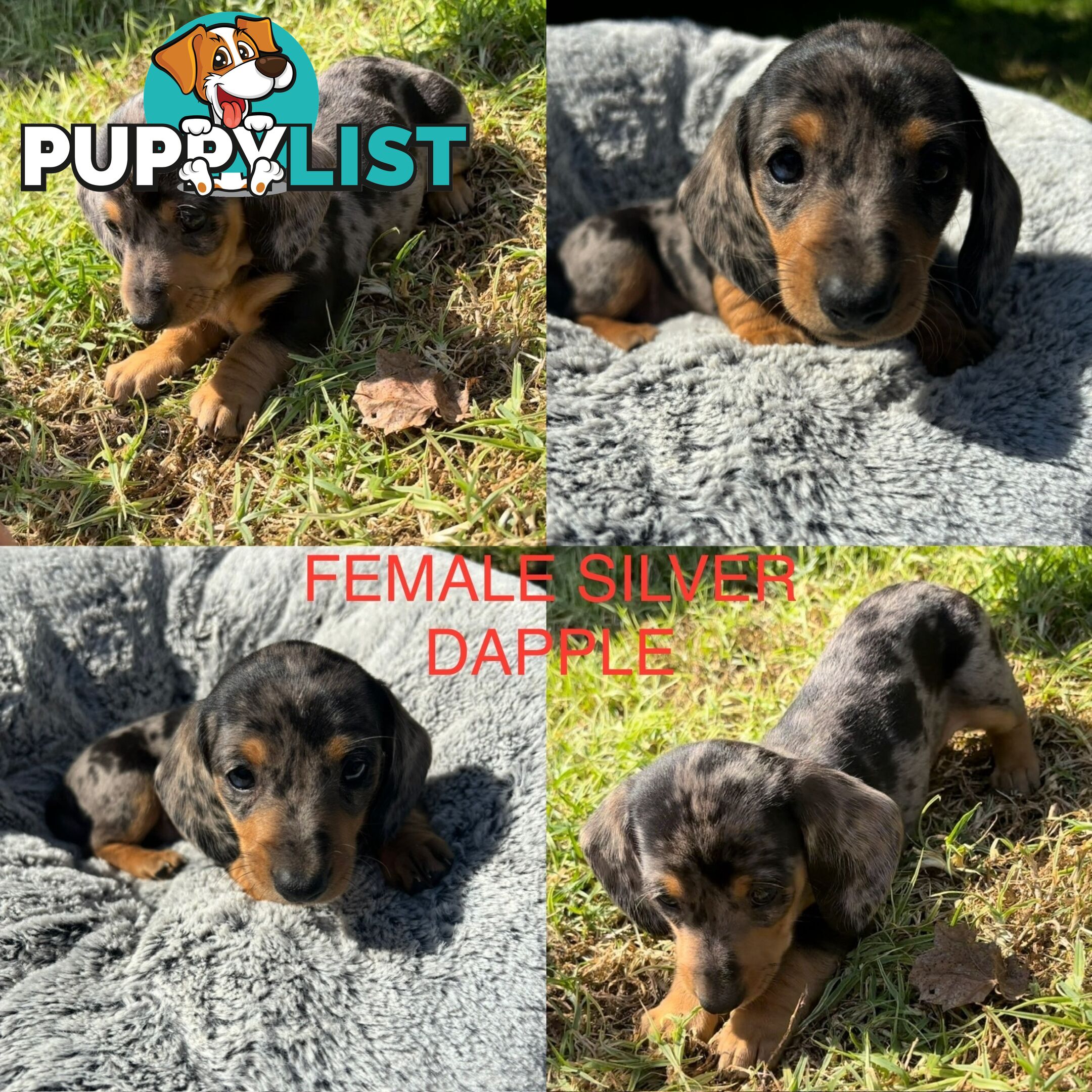 Mini Dachshund puppies