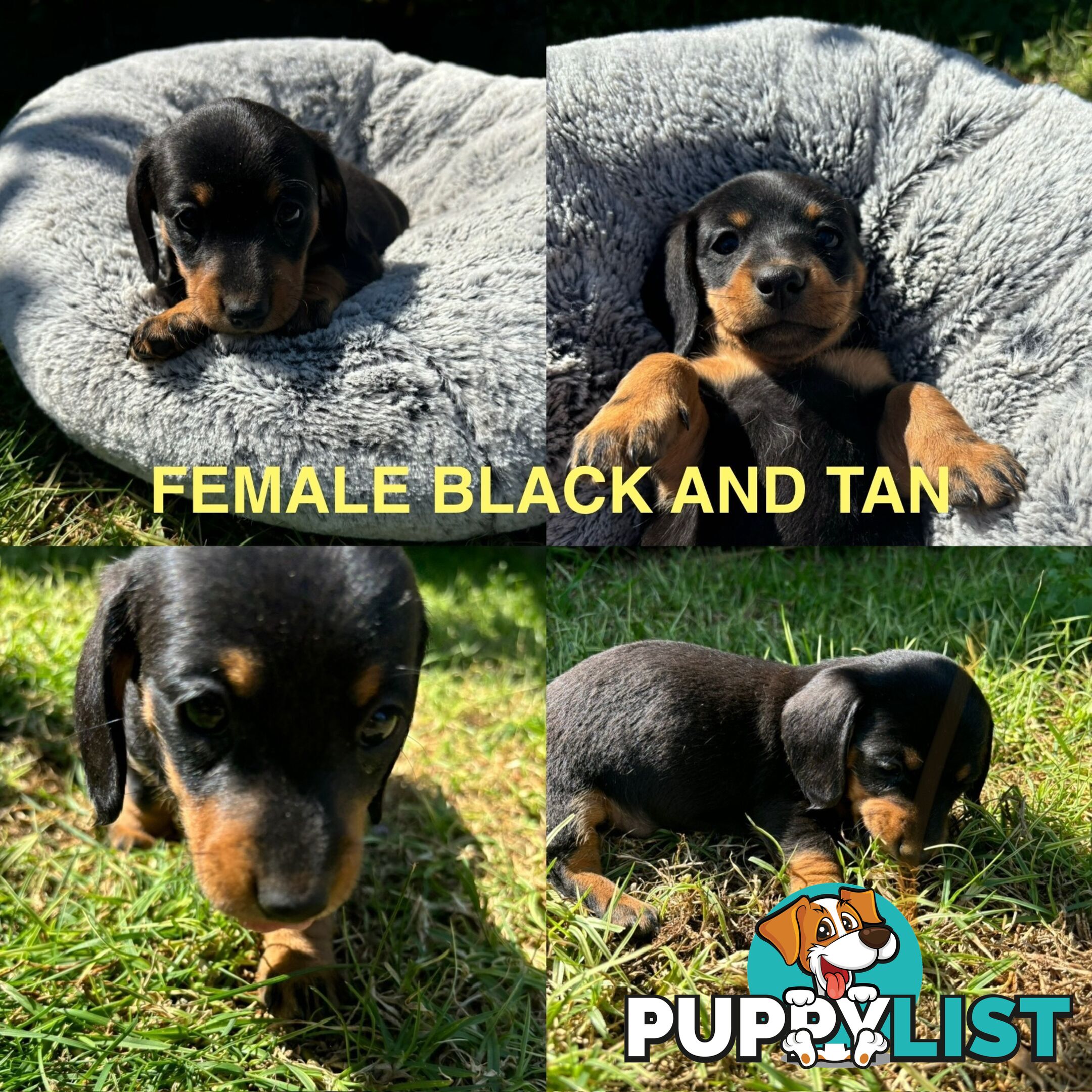 Mini Dachshund puppies