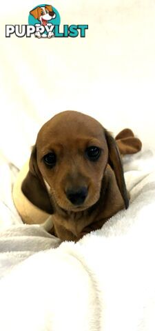 Mini Dachshund puppies