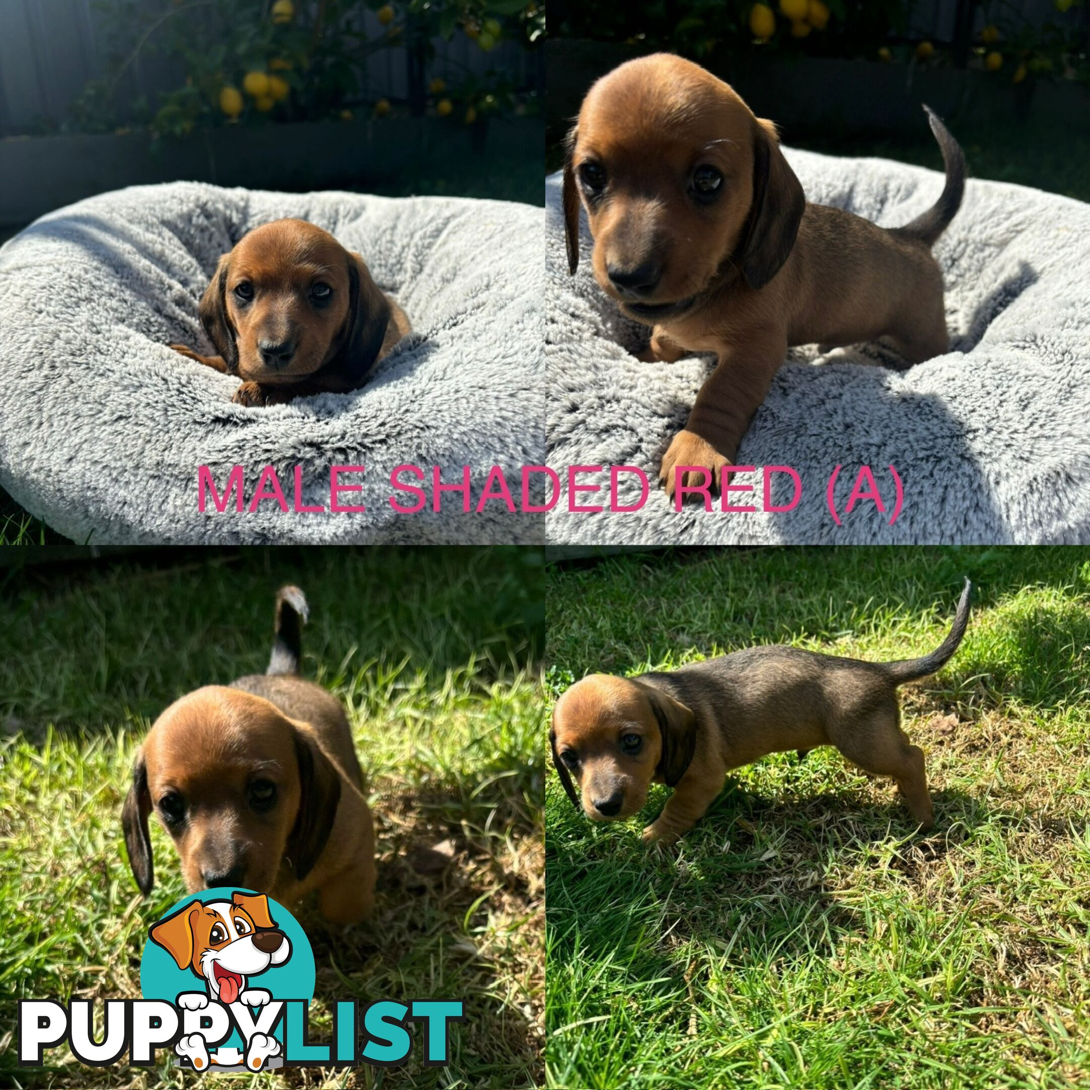 Mini Dachshund puppies