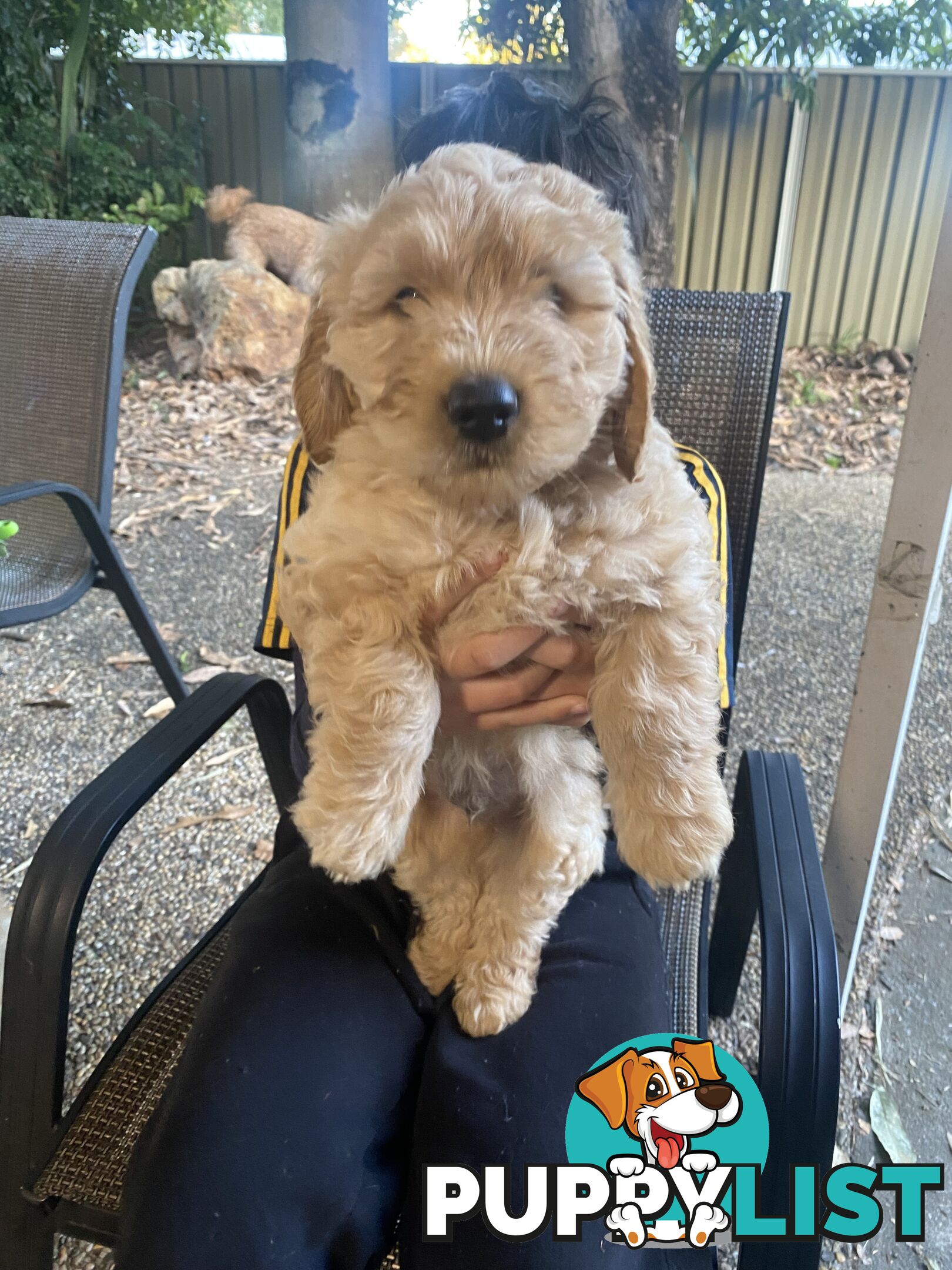 Groodle Puppies for Loving Homes