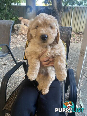 Groodle Puppies for Loving Homes