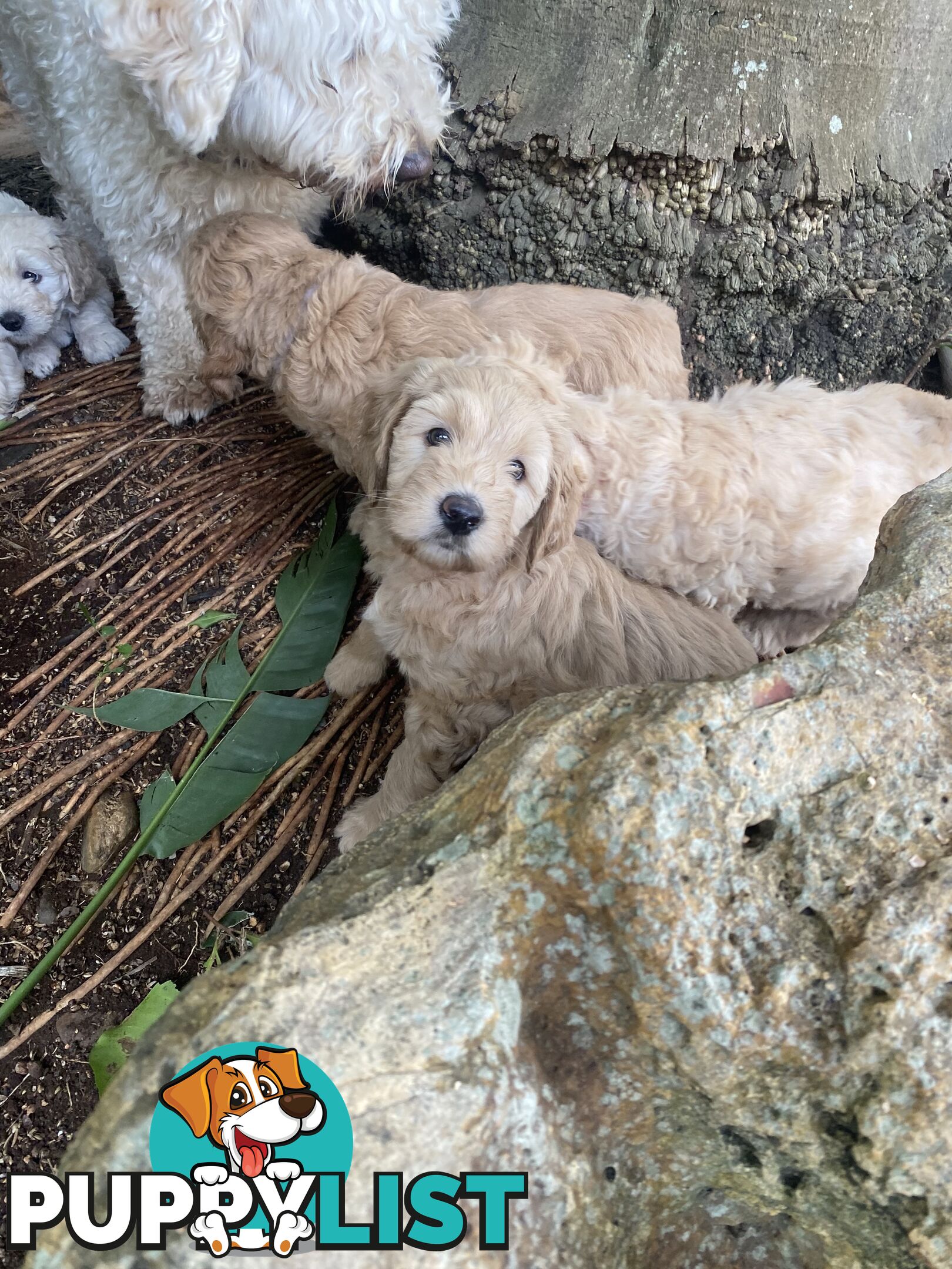 Groodle Puppies for Loving Homes