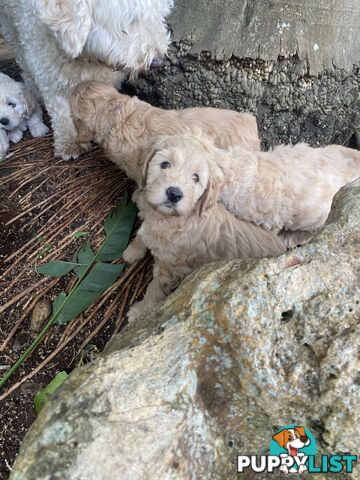 Groodle Puppies for Loving Homes