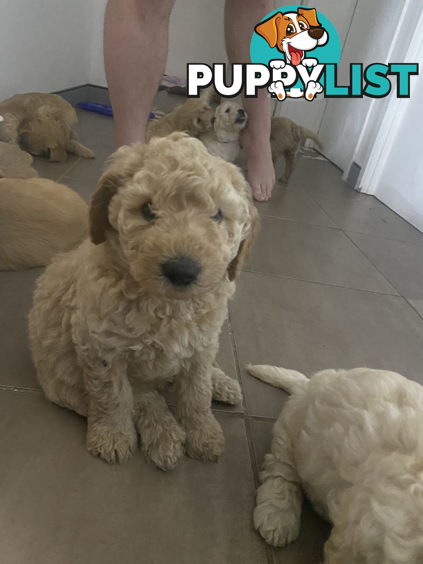 Groodle Puppies for Loving Homes