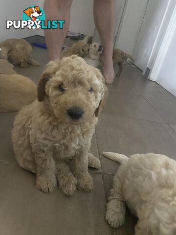 Groodle Puppies for Loving Homes